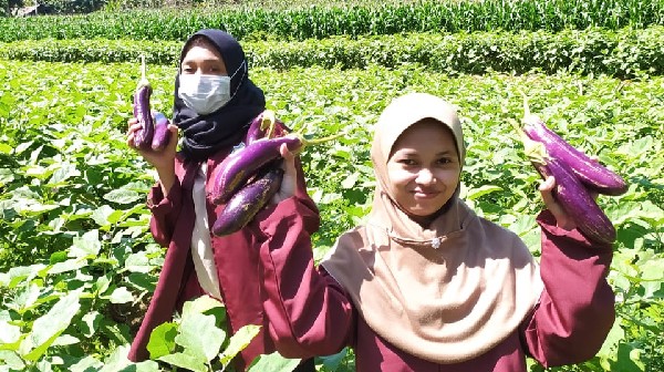 Turun ke Sawah, Mahasiswa KKN-IK IAIN Kudus Bantu Petani Panen Terong