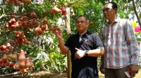 Desa Sidomulyo Gunungwungkal, Panen Raya Jambu Citra