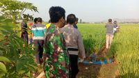 Seorang Perempuan Tanpa Identitas Ditemukan Meninggal di Sawah Margorejo