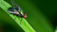 Waspada! Ini 7 Penyakit yang Bisa Disebarkan oleh Lalat