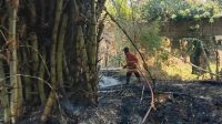 Si Jago Merah Melahap Bambu di Sukoharjo Margorejo