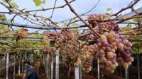 Loka Diara Farm, Hadirkan Wisata Petik Anggur di Dukuhseti