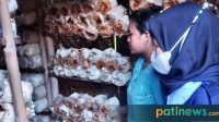 Menilik Budidaya Jamur Tiram di Gabus