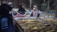 Menilik Budidaya Jangkrik