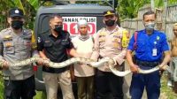 Polres Pati Evakuasi Ular Piton Sepanjang 3 Meter di Desa Sidokerto