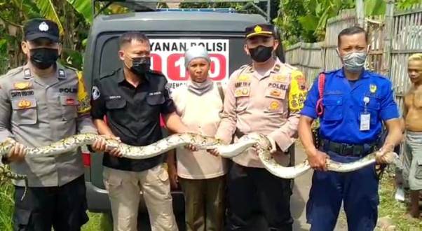 Polres Pati Evakuasi Ular Piton Sepanjang 3 Meter di Desa Sidokerto
