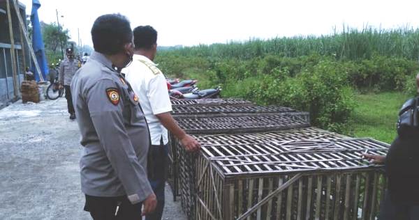 Judi Sabung Ayam di Desa Tambaharjo Pati, Digerebek Polisi