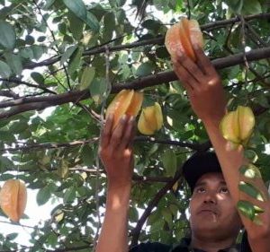 Edy Mustofa saat memanen buah belimbing Kunir dari Temenur.(Foto:SN/dok/hp)